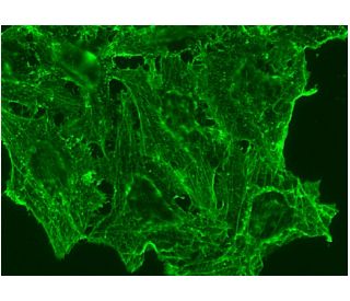 beta Actin Antibody (AC-15) - Immunofluorescence - Image 145140 