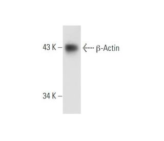 beta Actin Antibody (ACTBD11B7) - Western Blotting - Image 80615 