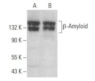 &beta;-Amyloid Antibody (B-4) - Western Blotting - Image 354510 