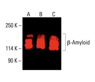 &beta;-Amyloid Antibody (D-11) - Western Blotting - Image 404983 