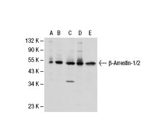 beta Arrestin 1/2 Antibody (A-1) - Western Blotting - Image 30315 