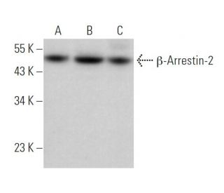 &beta;-Arrestin-2 Antibody (D-5) - Western Blotting - Image 373424 