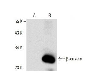 &beta;-casein Antibody (B-5) - Western Blotting - Image 297950