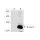 β-casein Antibody (B-5) - Western Blotting - Image 297950