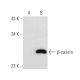 β-casein Antibody (F-4) - Western Blotting - Image 83935