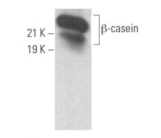 &beta;-casein Antibody (F-4) - Western Blotting - Image 355644 