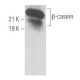 β-casein Antibody (F-4) - Western Blotting - Image 355644 