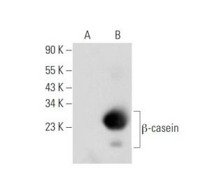 &beta;-casein Antibody (G-9) - Western Blotting - Image 344725