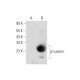 β-casein Antibody (G-9) - Western Blotting - Image 344725