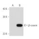 β-casein Antibody (H-7) - Western Blotting - Image 84042