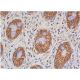 beta-catenin Antibody (A-12) - Immunohistochemistry - Image 357855 
