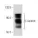 beta-catenin Antibody (BDI870) - Western Blotting - Image 34752