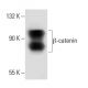 beta-catenin Antibody (BDI920) - Western Blotting - Image 34753