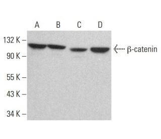 beta-catenin Antibody (E-11) - Western Blotting - Image 383732 