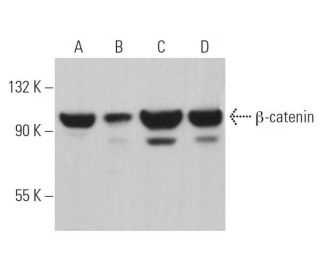 beta-catenin Antibody (G-10) - Western Blotting - Image 362161 