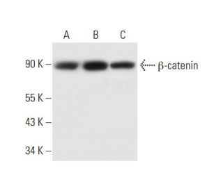 beta-catenin Antibody (G-10) - Western Blotting - Image 295721
