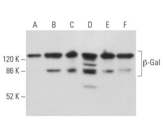 &beta;-Gal Antibody (B-12) - Western Blotting - Image 354869 