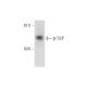 β-TrCP Antibody (C-6) - Western Blotting - Image 289006 