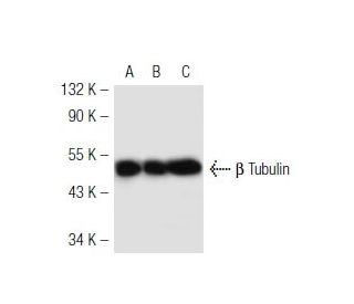 beta Tubulin Antibody (3F3-G2) - Western Blotting - Image 41239 