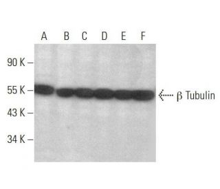 beta Tubulin Antibody (AA2) - Western Blotting - Image 350709 