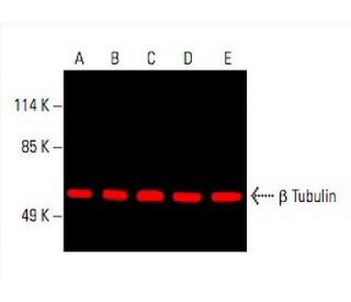 beta Tubulin Antibody (D-10) - Western Blotting - Image 394014 