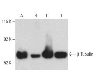 beta Tubulin Antibody (E-10) - Western Blotting - Image 398128 
