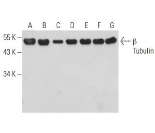 beta Tubulin Antibody (F-1) - Western Blotting - Image 128528 