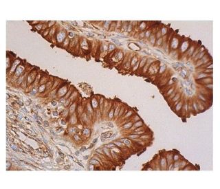 beta Tubulin Antibody (G-8) - Immunohistochemistry - Image 348752 