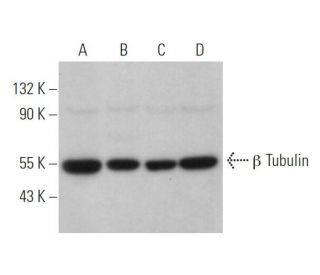 beta Tubulin Antibody (TUB 2.1) - Western Blotting - Image 373064 