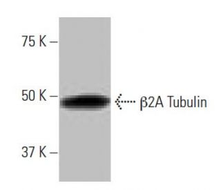 &beta;2A Tubulin Antibody (2-RY22) - Western Blotting - Image 64796