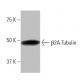 β2A Tubulin Antibody (2-RY22) - Western Blotting - Image 64796