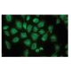 β2C Tubulin Antibody (1A9) - Immunofluorescence - Image 64797