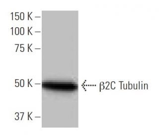 &beta;2C Tubulin Antibody (1A9) - Western Blotting - Image 64798 