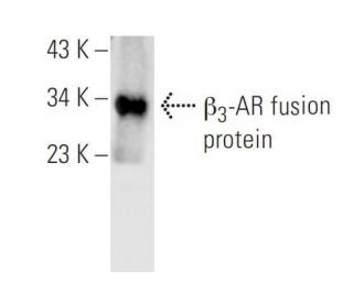 beta 3 Adrenergic Receptor/ADRB3/&beta;3-AR Antibody (B-12) - Western Blotting - Image 393529