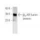 beta 3 Adrenergic Receptor/ADRB3/β3-AR Antibody (B-12) - Western Blotting - Image 393529