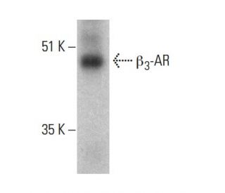 beta 3 Adrenergic Receptor/ADRB3/&beta;3-AR Antibody (C-5) - Western Blotting - Image 363287 