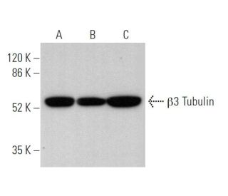 &beta;3 Tubulin Antibody (2G10) - Western Blotting - Image 373929 
