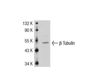 &beta;3 Tubulin Antibody (TU-20) - Western Blotting - Image 38043 