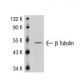 β3 Tubulin Antibody (TU-20) - Western Blotting - Image 38043 