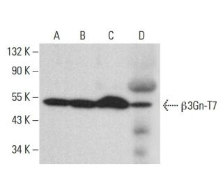 &beta;3Gn-T7 Antibody (A-4) - Western Blotting - Image 376292 