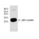 βB2-crystallin Antibody (B-12) - Western Blotting - Image 151718