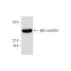 βB2-crystallin Antibody (B-12) - Western Blotting - Image 294257 