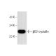 βB2-crystallin Antibody (D-1) - Western Blotting - Image 159902