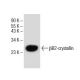 βB2-crystallin Antibody (H-1) - Western Blotting - Image 151719