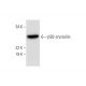 βB2-crystallin Antibody (H-1) - Western Blotting - Image 294258 