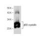 βB3-crystallin Antibody (G-3) - Western Blotting - Image 150156