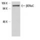 βENaC Antibody (D-3) - Western Blotting - Image 6585