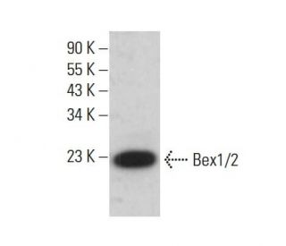Bex1/2 Antibody (D-6) - Western Blotting - Image 382784Each CRISPR/Cas9 Knockout (KO) Plasmid product consists of a pool of 3 plasmids designed to ensure identification and cleavage of a specific gene for maximum knockout efficiency. Each plasmid encodes a unique 20 nt sequence derived from the GeCKO (v2) library.