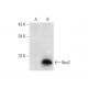 Bex2 Antibody (C-12) - Western Blotting - Image 304942