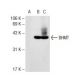 BHMT Antibody (3D6) - Western Blotting - Image 71937